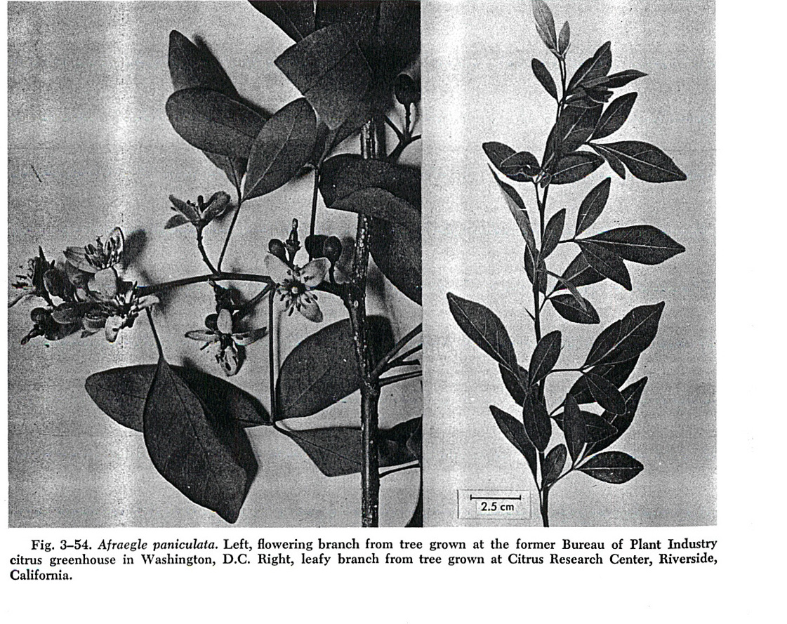 Mount White Lime